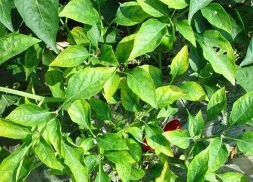 辣椒黄叶病的原因及治疗处理方法